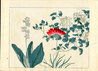 Four Seasons of Flowers 1907 Woodblock Blue Orchid Tomioka Tessai