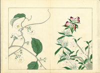 Four Seasons of Flowers 1907 Woodblock Purple, White Vines Tomioka Tessai