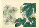 Four Seasons of Flowers 1907 Woodblock Pine Tree Tomioka Tessai
