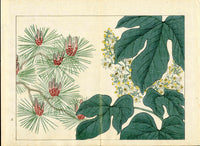 Four Seasons of Flowers 1907 Woodblock Pine Tree Tomioka Tessai