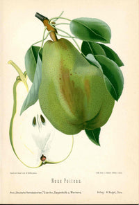 Goethe Original Chromolithograph  Fruits 1894 Neue Poiteau Pear - Panteek Antique Prints