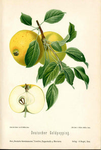 Goethe Original Chromolithograph  Fruits 1894 Deutscher Goldpepping Apple - Panteek Antique Prints