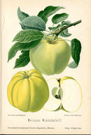Goethe Original Chromolithograph  Fruits 1894 Weisser Winterkalvill Apple - Panteek Antique Prints