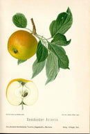 Goethe Original Chromolithograph  Fruits 1894 Gaesdonker - Reinette Apple - Panteek Antique Prints