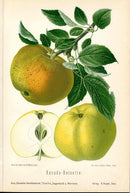 Goethe Original Chromolithograph  Fruits 1894 Kanada-Reinette Apple - Panteek Antique Prints