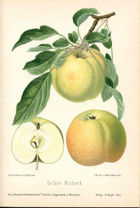 Goethe Original Chromolithograph  Fruits 1894 Gelber Richard Apple - Panteek Antique Prints