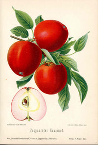 Goethe Original Chromolithograph  Fruits 1894 Purpurroter Kousinot Apple - Panteek Antique Prints