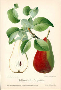 Goethe Original Chromolithograph  Fruits 1894 Hollaendische Feigenbirn Pear - Panteek Antique Prints