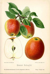 Goethe Original Chromolithograph  Fruits 1894 Grosser Bohnapfel Apple - Panteek Antique Prints