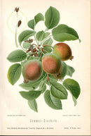 Goethe Original Chromolithograph  Fruits 1894 Sommer-Eierbirn Pear - Panteek Antique Prints