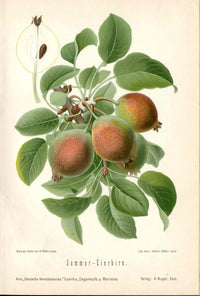 Goethe Original Chromolithograph  Fruits 1894 Sommer-Eierbirn Pear - Panteek Antique Prints
