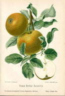Goethe Original Chromolithograph  Fruits 1894 Graue Herbst-Reinette Apple - Panteek Antique Prints