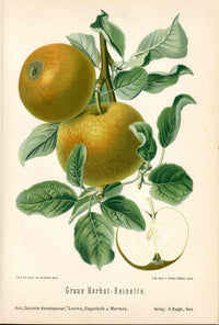 Goethe Original Chromolithograph  Fruits 1894 Graue Herbst-Reinette Apple - Panteek Antique Prints