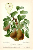 Goethe Original Chromolithograph  Fruits 1894 Stuttgarter Gaishirtle Pear - Panteek Antique Prints