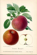 Goethe Original Chromolithograph  Fruits 1894 Brauner Matapfel Apple - Panteek Antique Prints