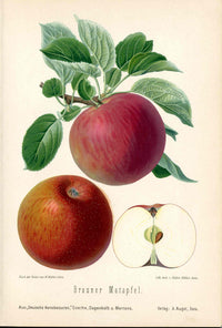 Goethe Original Chromolithograph  Fruits 1894 Brauner Matapfel Apple - Panteek Antique Prints