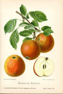 Goethe Original Chromolithograph  Fruits 1894 Karmeliter-Reinette Apple - Panteek Antique Prints