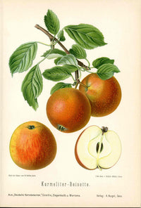 Goethe Original Chromolithograph  Fruits 1894 Karmeliter-Reinette Apple - Panteek Antique Prints