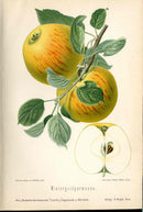 Goethe Original Chromolithograph Fruits 1894 Wintergoldparmaene Apple - Panteek Antique Prints