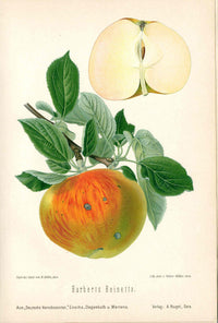 Goethe Original Chromolithograph Fruits 1894 Harberts Reinette Apple - Panteek Antique Prints