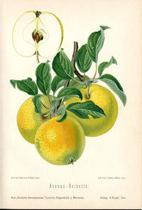 Goethe Original Chromolithograph Fruits 1894 Ananas Reinette Apple - Panteek Antique Prints