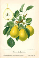Goethe Original Chromolithograph Fruits 1894 Weilersche Mostbirn Pear - Panteek Antique Prints