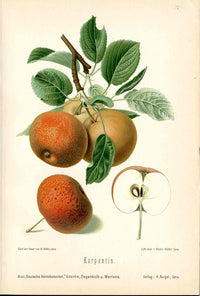 Goethe Original Chromolithograph Fruits 1894 Karpentin Apple - Panteek Antique Prints