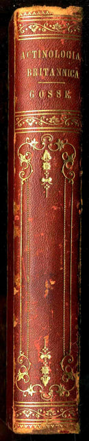 History Of The British Sea-Anemones And Corals 1860 by Phillip Gosse