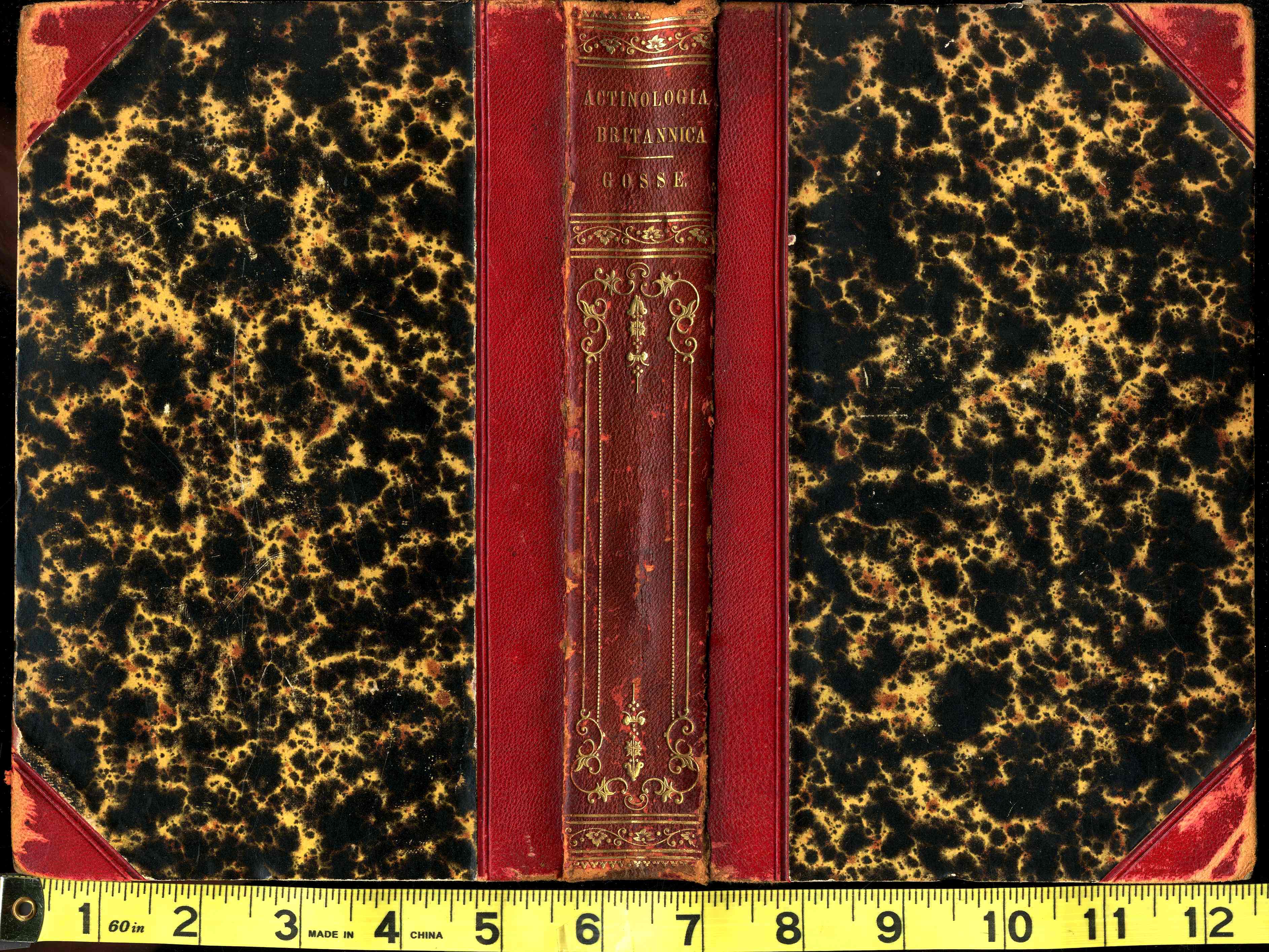 History Of The British Sea-Anemones And Corals 1860 by Phillip Gosse