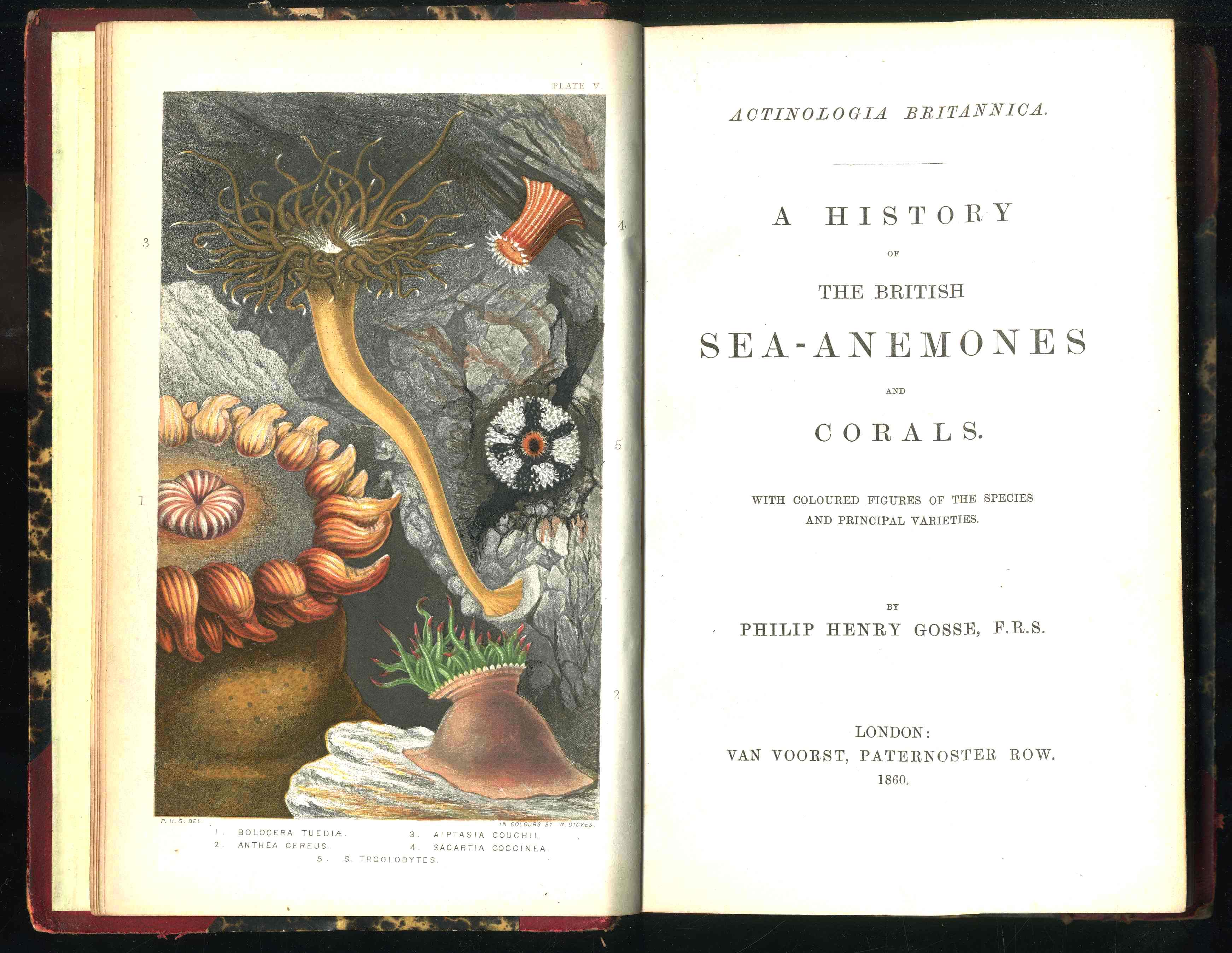 History Of The British Sea-Anemones And Corals 1860 by Phillip Gosse