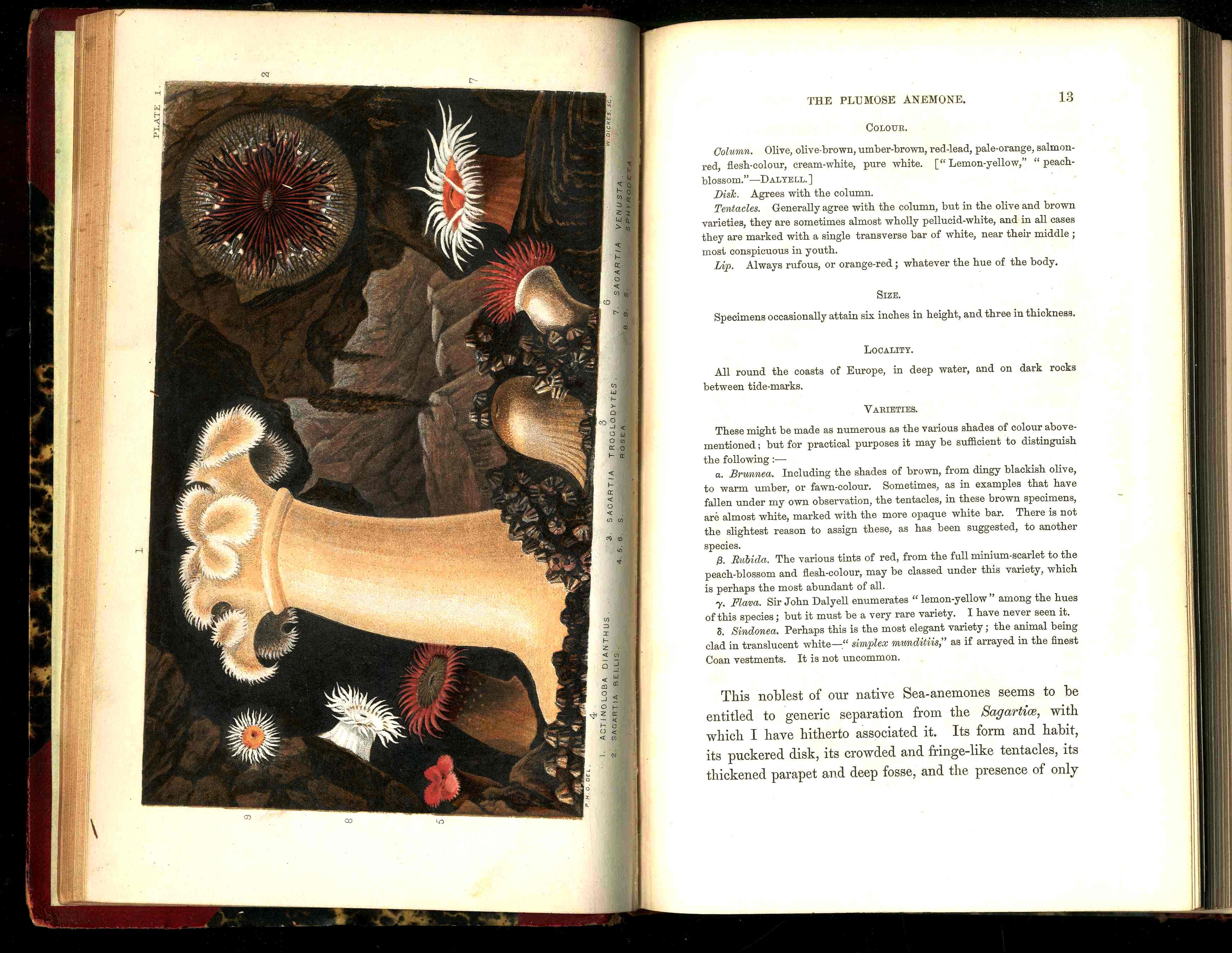 History Of The British Sea-Anemones And Corals 1860 by Phillip Gosse