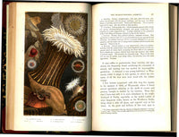 History Of The British Sea-Anemones And Corals 1860 by Phillip Gosse