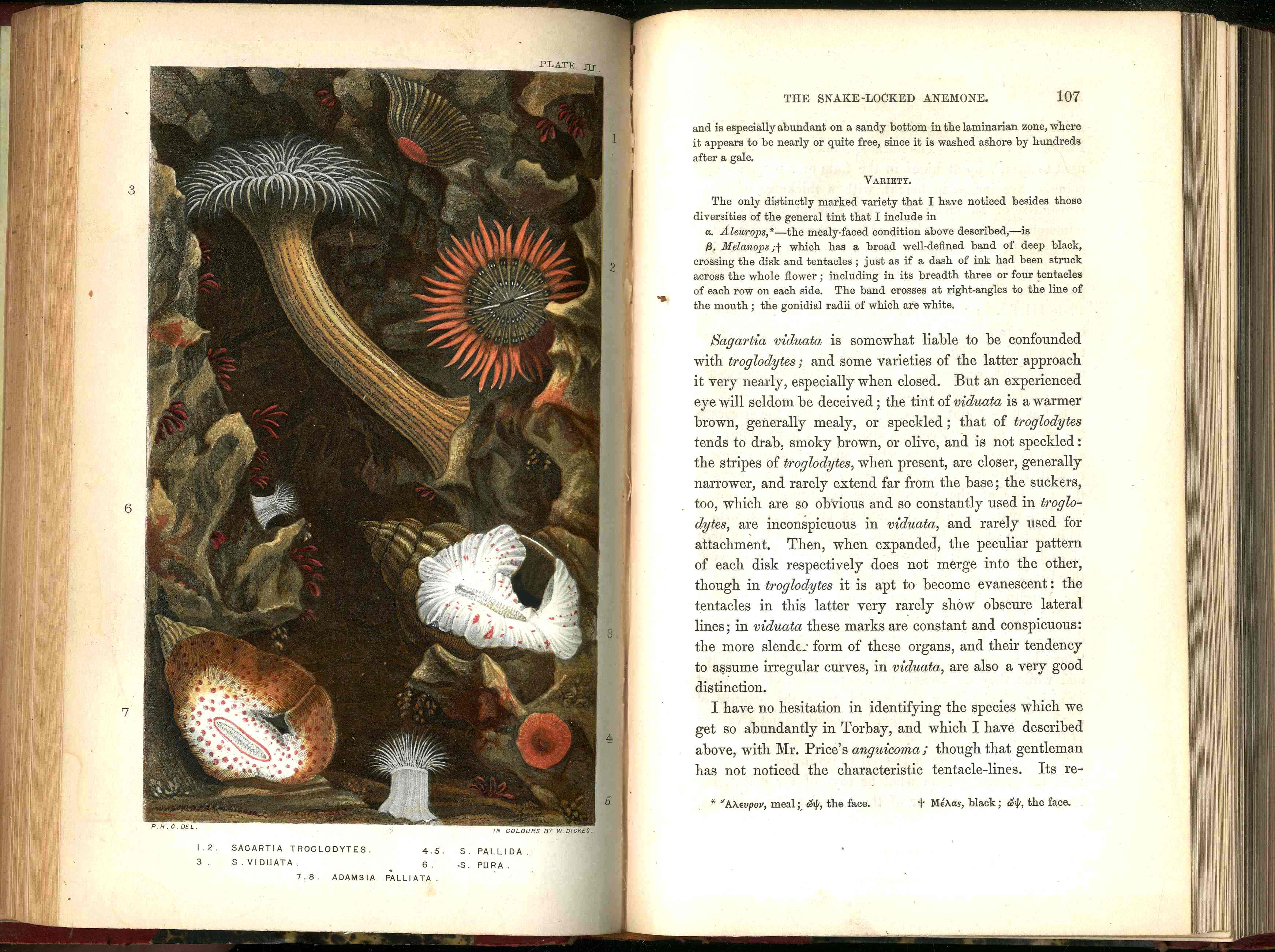 History Of The British Sea-Anemones And Corals 1860 by Phillip Gosse