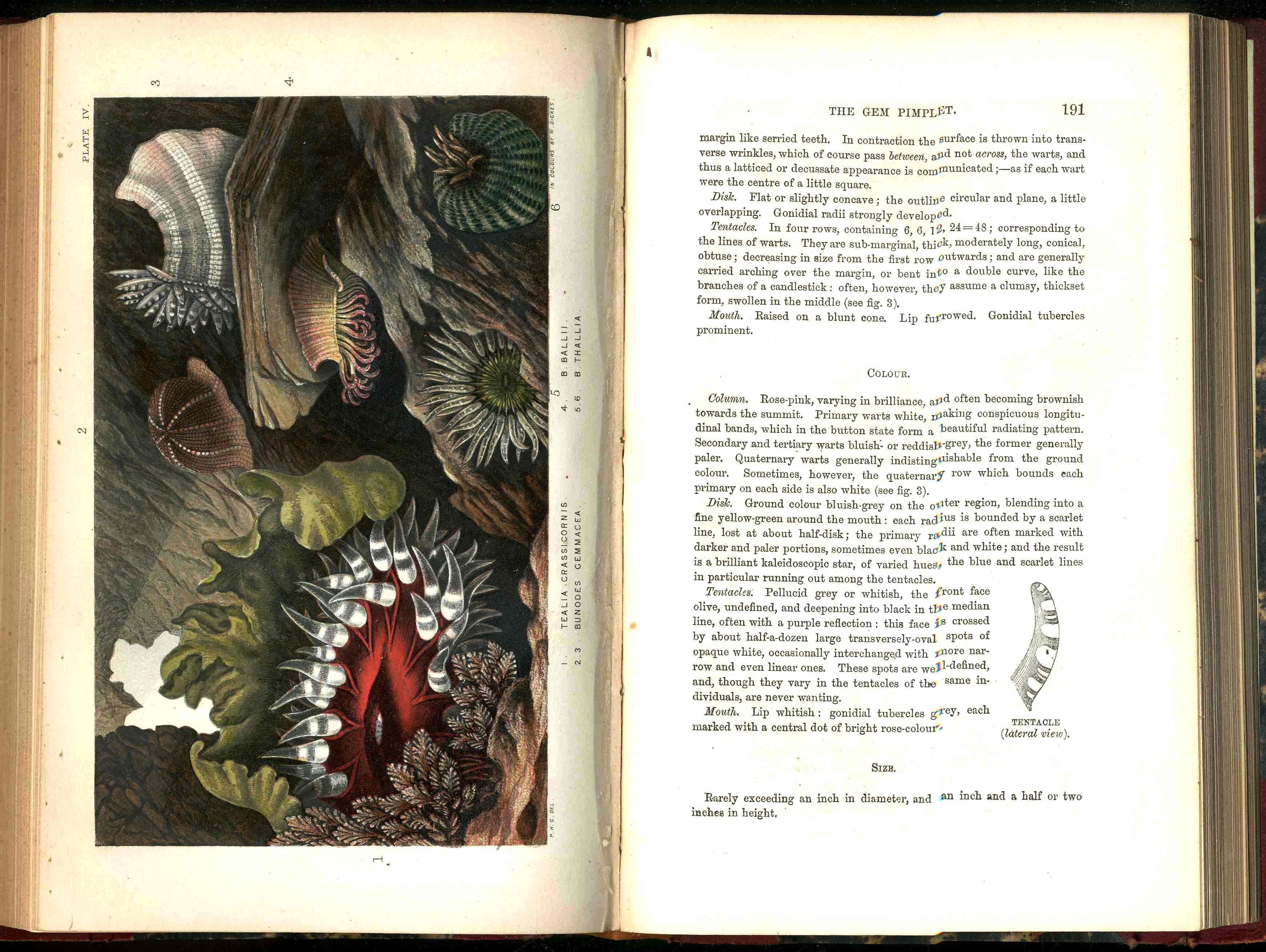 History Of The British Sea-Anemones And Corals 1860 by Phillip Gosse
