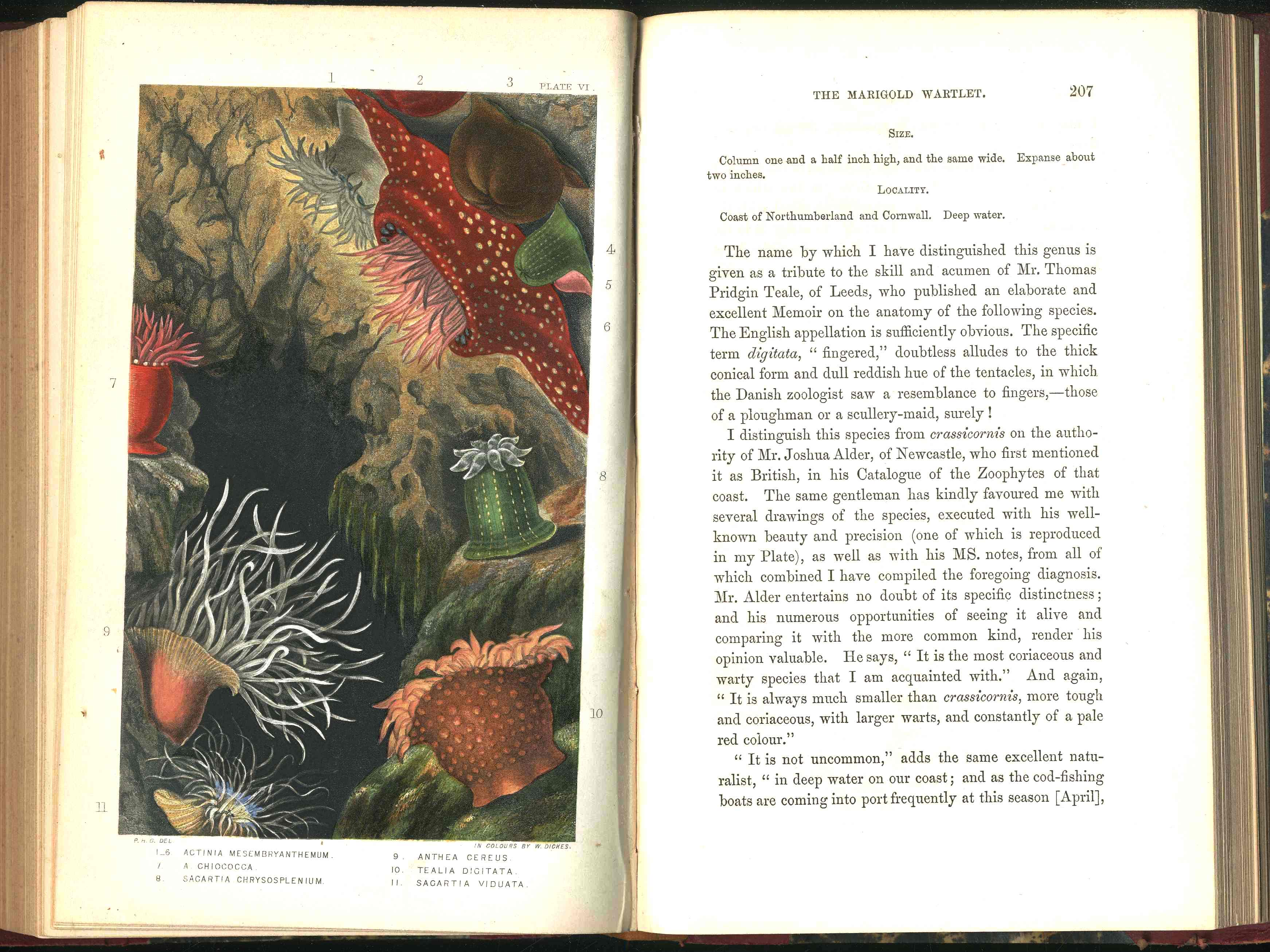 History Of The British Sea-Anemones And Corals 1860 by Phillip Gosse