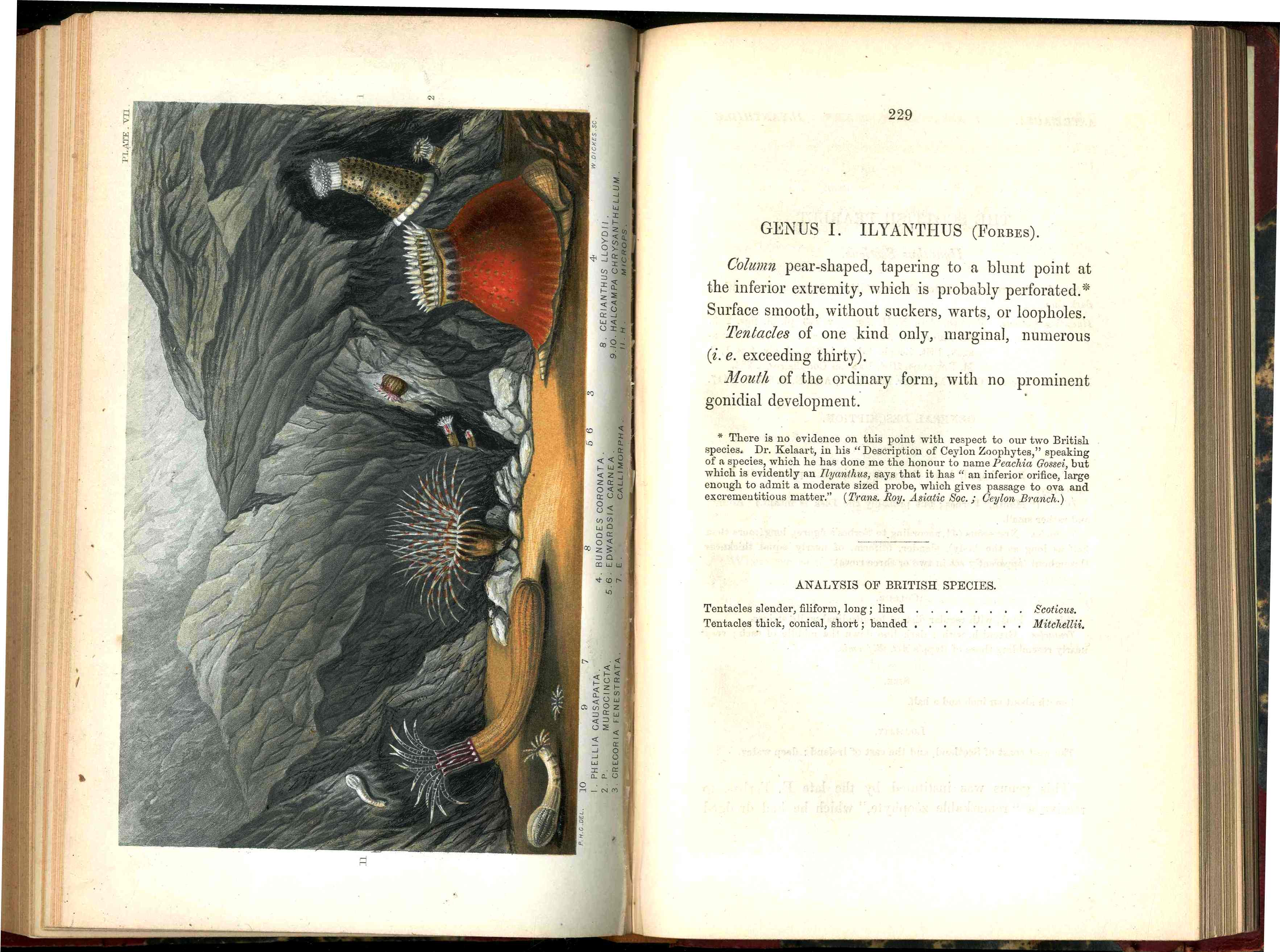 History Of The British Sea-Anemones And Corals 1860 by Phillip Gosse