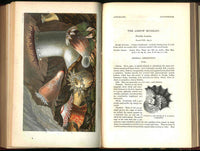History Of The British Sea-Anemones And Corals 1860 by Phillip Gosse