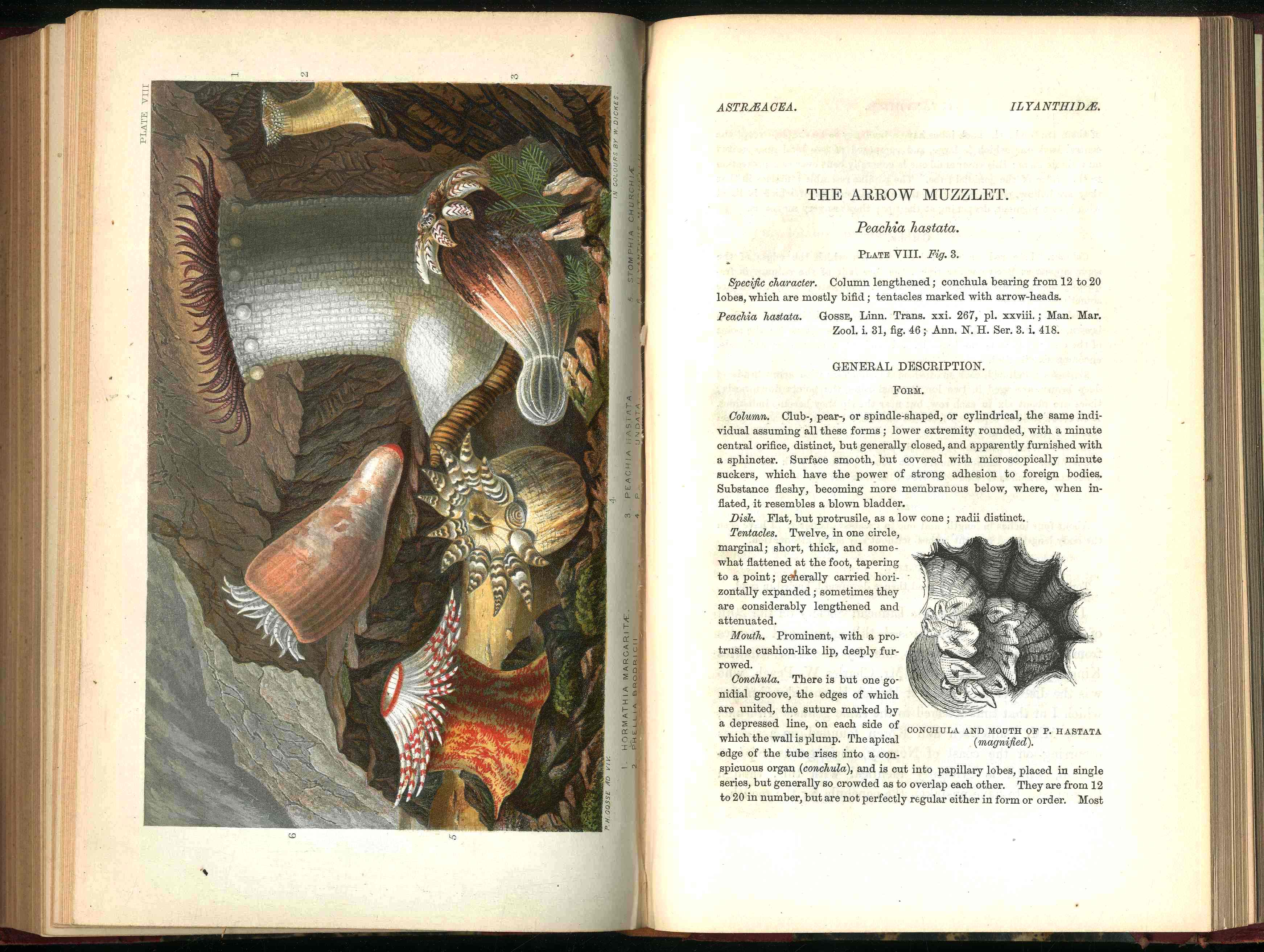 History Of The British Sea-Anemones And Corals 1860 by Phillip Gosse