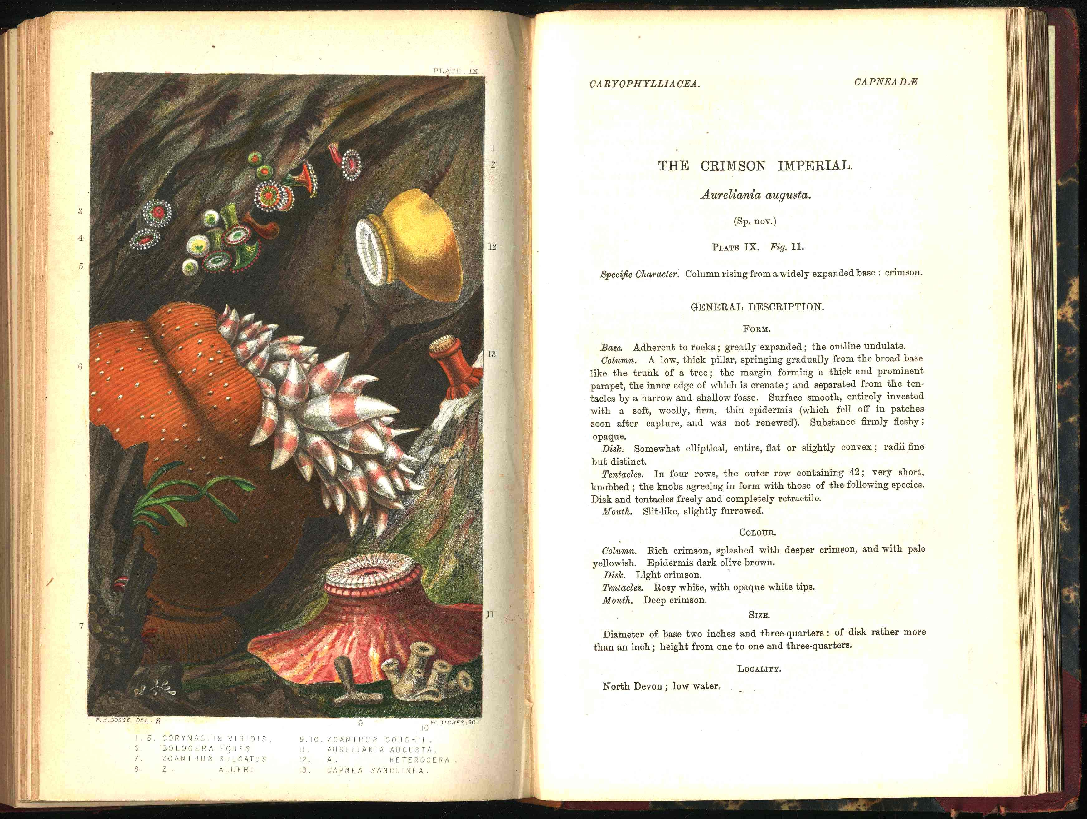 History Of The British Sea-Anemones And Corals 1860 by Phillip Gosse