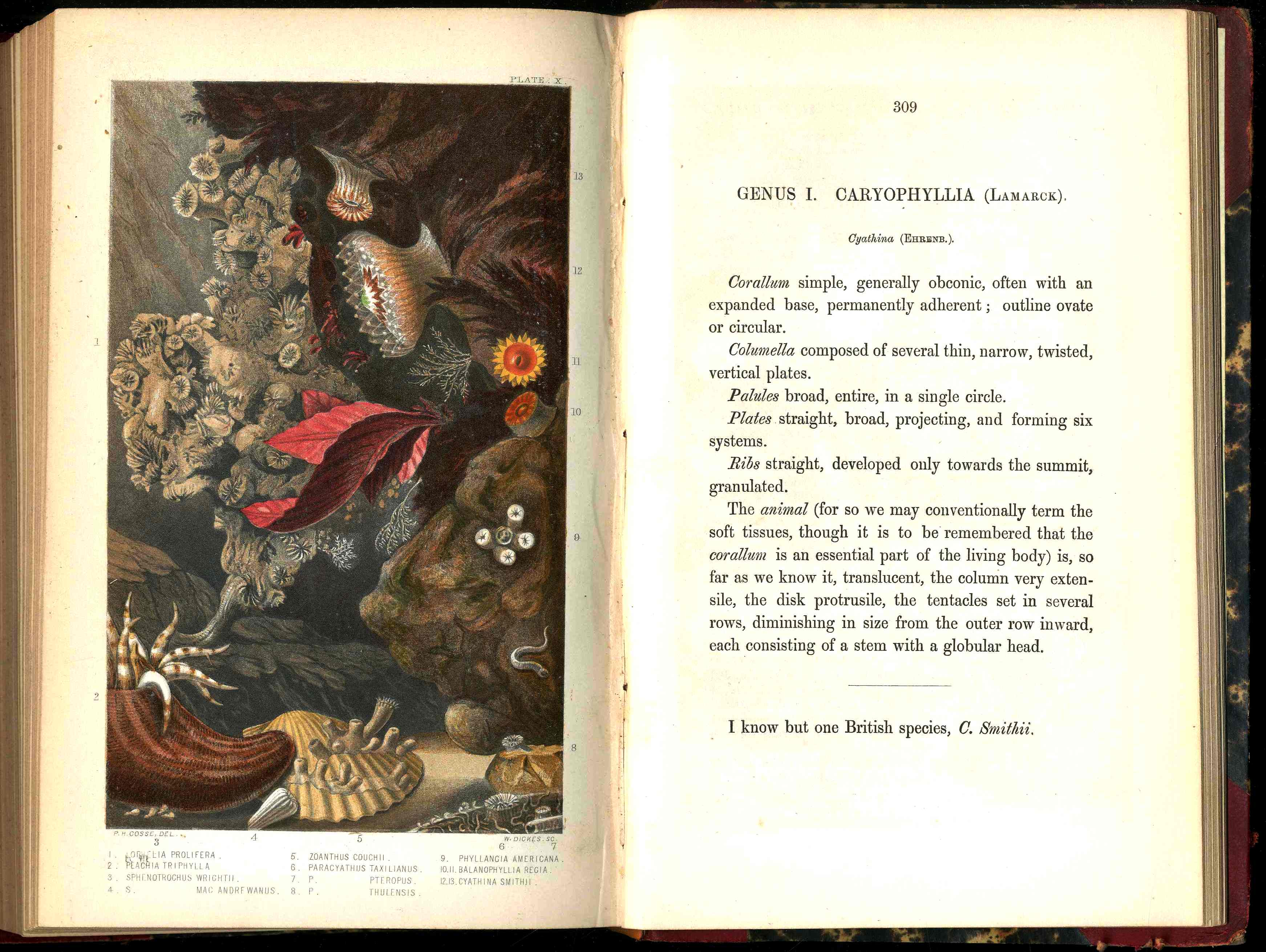 History Of The British Sea-Anemones And Corals 1860 by Phillip Gosse