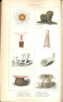 History Of The British Sea-Anemones And Corals 1860 by Phillip Gosse