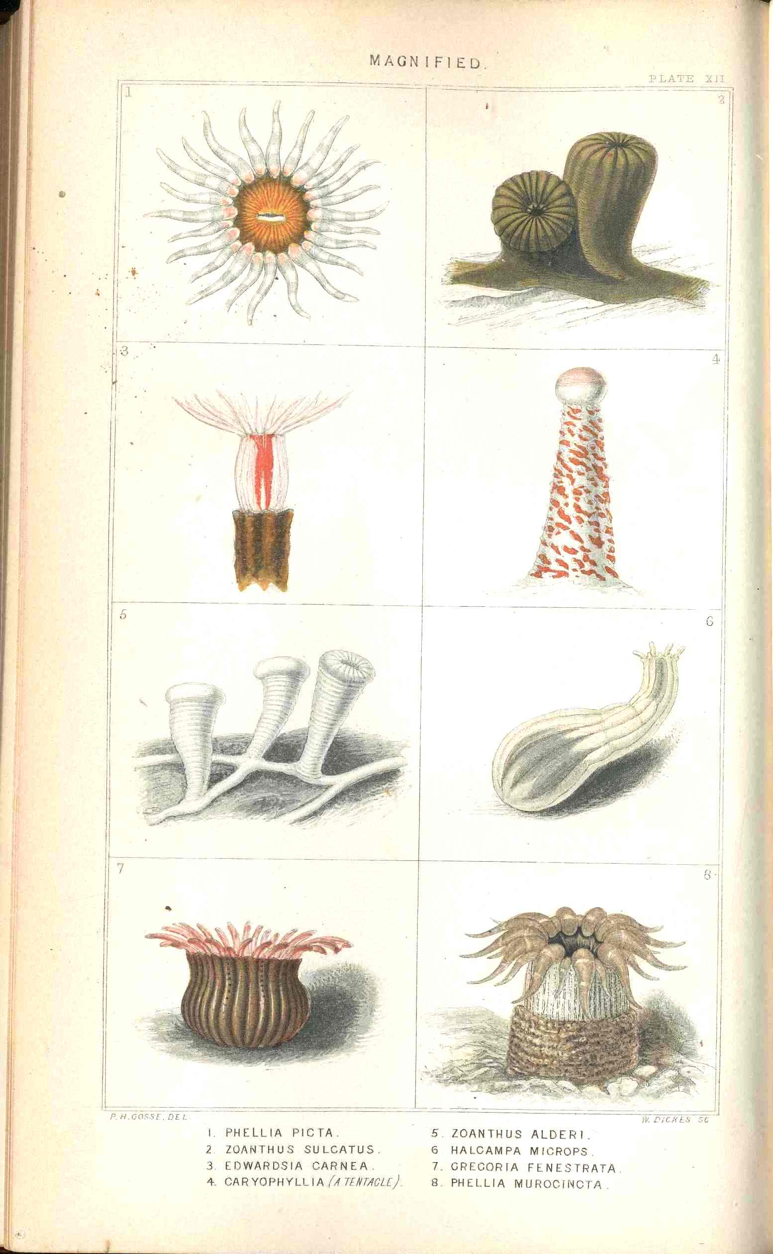 History Of The British Sea-Anemones And Corals 1860 by Phillip Gosse