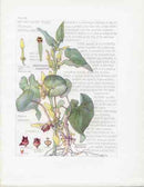 Adams 1907 Wildflowers British Isles Birthwort Family