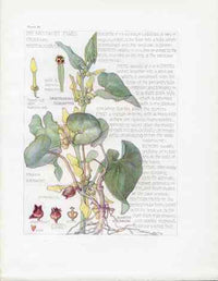 Adams 1907 Wildflowers British Isles Birthwort Family