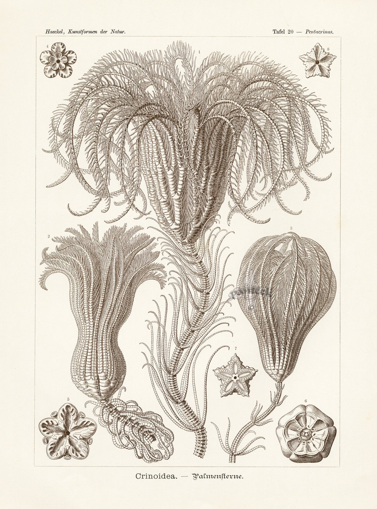 Ernst Haeckel Marine Original Print Marine Life Sertulariae Hydroids