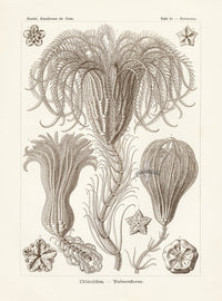 Ernst Haeckel Marine Original Print Marine Life Sertulariae Hydroids
