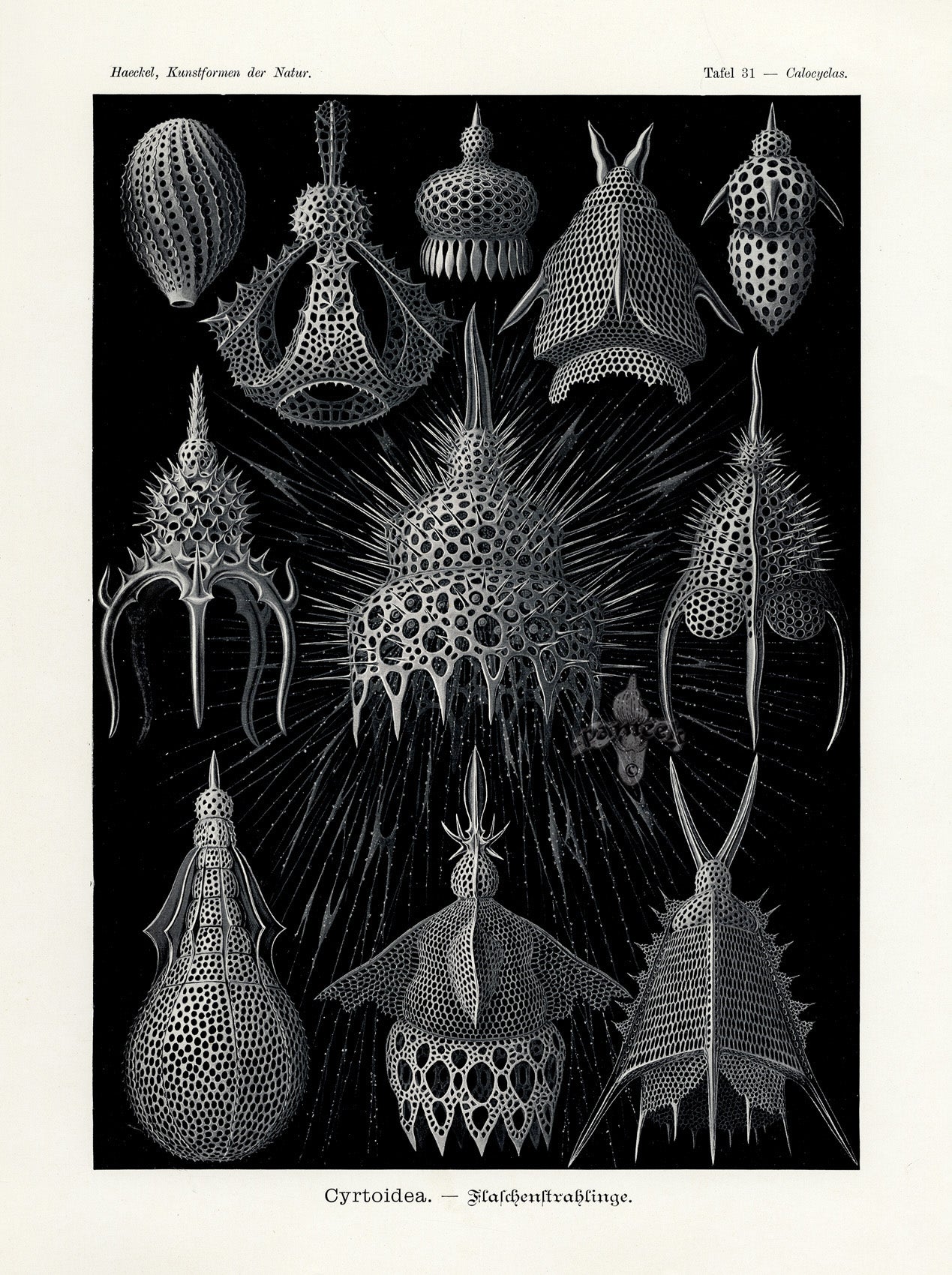 Ernst Haeckel Marine Life Print Cyrtoidea Radiolaria
