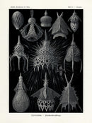 Ernst Haeckel Marine Life Print Cyrtoidea Radiolaria