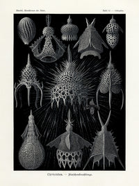 Ernst Haeckel Marine Life Print Cyrtoidea Radiolaria
