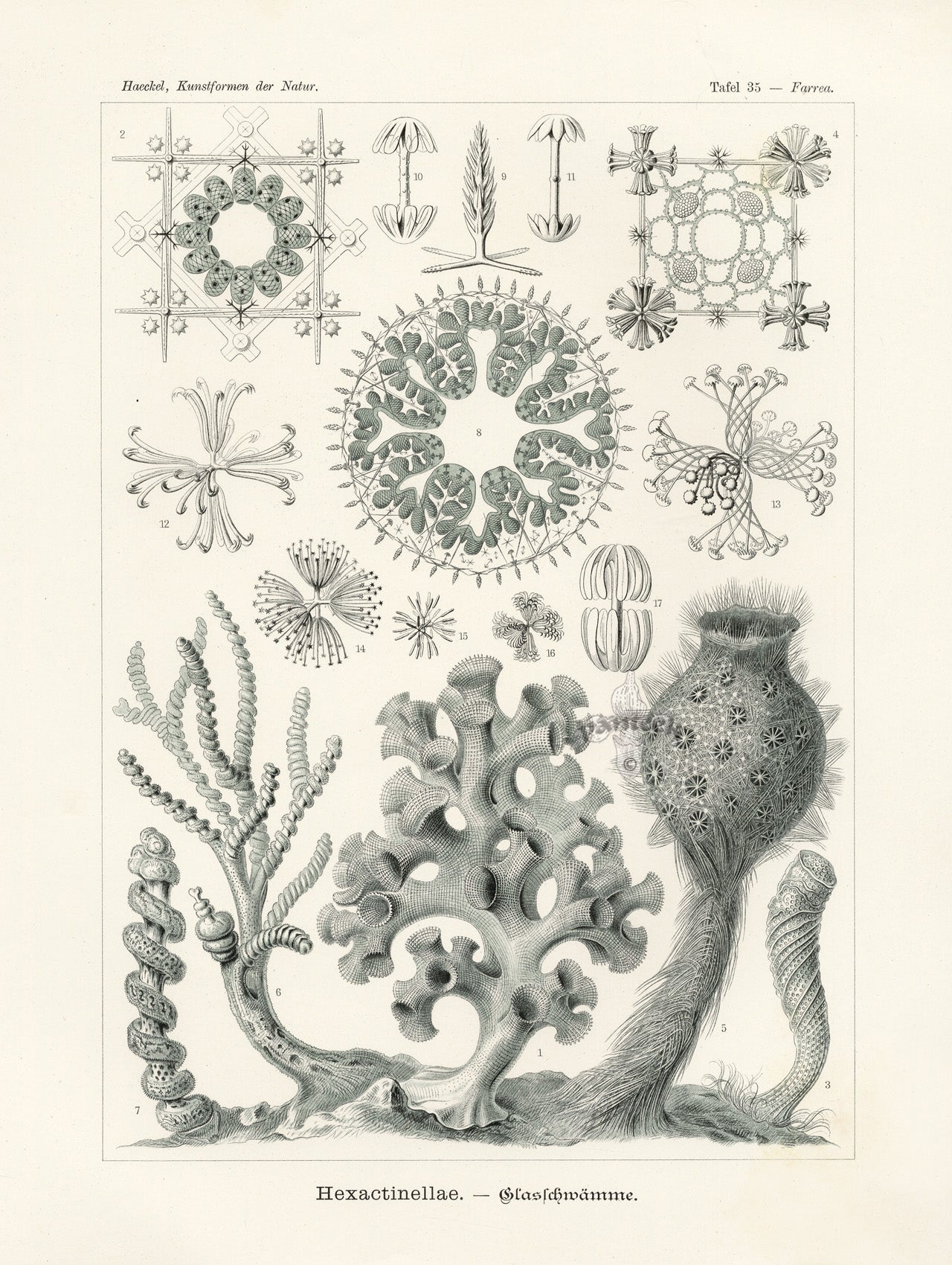 Ernst Haeckel Marine Original Print Marine Life Sertulariae Hydroids